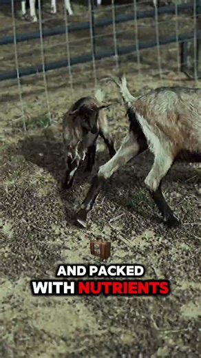 Unbelievable Goat Facts You Never Knew #GoatLovers #AnimalFacts