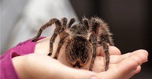 Tarantula Molting: Why They Do It and How Often Tarantulas Shed Their Skin
