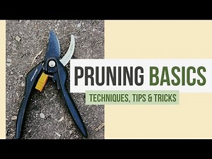 Pruning Basics for Alberta | Pruning Tips