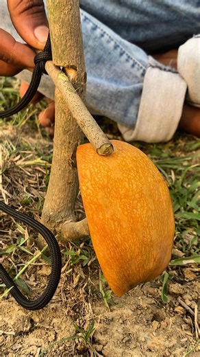 Easy trap creative #trap#bushcraft#creative