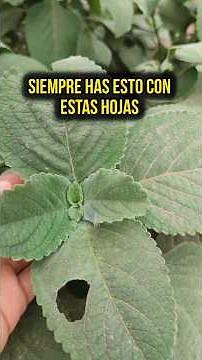 How to get rid of Candida albicans 🪱 #fungus #fungi #virus #remedies #recipes #health