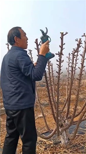 Don’t Skip This: Cherry Tree Top Pruning Tips #satisfying #pruning #shorts