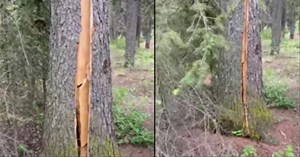 Mesmerizing “Breathing” Tree Goes Viral