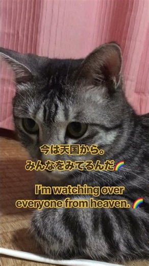 れおんくん🌈階段を上る度に｢にゃっ｣とサービスをしてくれました。#ねこのいる暮らし #catvideos #ericclapton #Japanesesubtitles