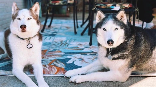 Dog crate sizing tips and what to do if your dog eats chocolate