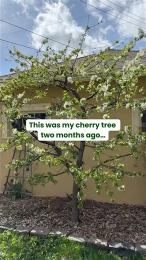 Montmorency Cherry Tree | Fast Growing Trees #cherrytree #fruittrees #backyardorchard