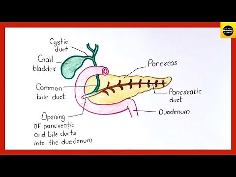 How to draw "Pancreas" diagram in easy way for beginners || ‪@TheDrawingAcumen‬