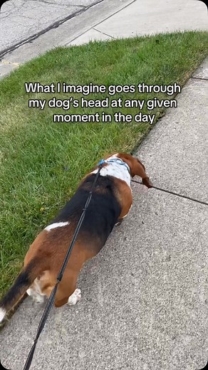 183K views · 6.1K reactions | Misbehaving  #bassethound #stubborn #fyp #misbehaving #dog | Elmer the Basset | Facebook