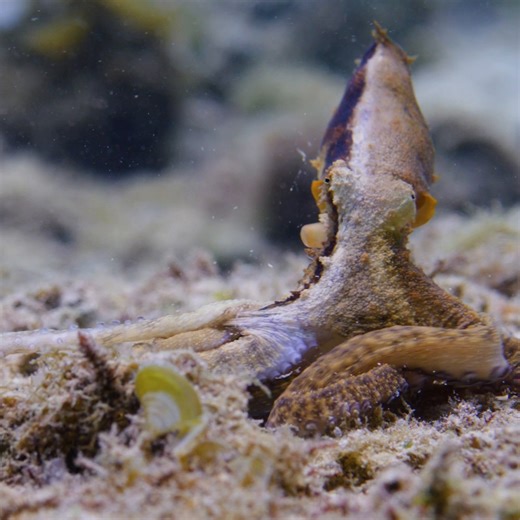 425K views · 8K reactions | This octopus is well-armed for a fight  #SecretsOfTheOctopus, from James Cameron and narrated by Paul Rudd, is now streaming on Disney+ and Hulu. | National Geographic TV | Facebook