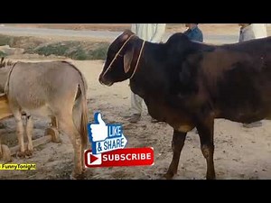 Funny Animal Mates, Cow Mating With Donkey, Cow Funny Video, BULL KA GHADI PAR DIL AA GIA MUST SEE