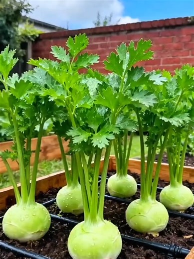 Discover the Benefits of Mediterranean Celery Seeds