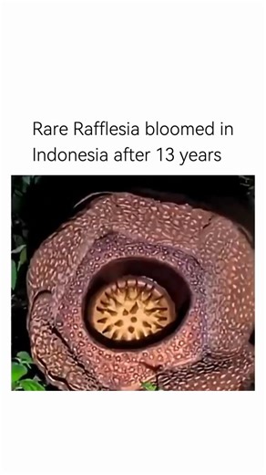 NPC SYNC | Rafflesia is that one plant that looks like it crawled out of a jungle boss fight. It’s famous for being the largest flower in the world,... | Instagram