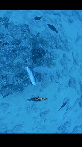 1M views · 47K reactions | A grouper ate our bait! Our RV1 fishing rod system is a regular fishing rod that also streams live video straight to your phone. Video data is sent from our underwater camera through our Electrical Fishing Line (eLine) and up to our BaseStation wireless access point, which connects to your phone. We were able to watch live as the grouper checked out and finally ate our bait! #fishing #fisherman | ReelView Fishing | Facebook