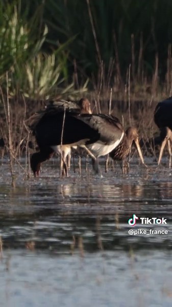 8 cigognes noires sur un étang sarthois – une apparition exceptionnelle 8 Black Storks Land on a French Pond – A Rare and Magical Sight FR : Moment rare et inoubliable : 8 cigognes noires se posent sur un étang en Sarthe. Entre repas, chamailleries et vol dans la brume, la nature nous offre un spectacle saisissant. ➡️ Une escale sauvage au cœur de la nature. EN : A rare and unforgettable moment: 8 black storks land on a pond in western France. Feeding, bickering, and vanishing into the morning m