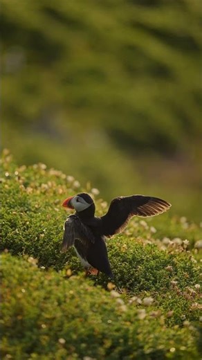 Flapping Wings in Slow Motion | Puffin’s Graceful Flight #birdsshorts #viralshorts