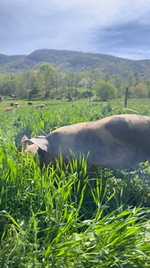 Check out our happy hogs enjoying this lush green field! This is our "corn maze" area, which was sown with winter annuals. We use rotational grazing to provide our animals with fresh forage, restoring the pasture in the process. By moving pigs to a new field section every few weeks, the cover crop is given a chance to rest between grazing sessions. This ensures our livestock always have access to fresh and nutrient-dense food while promoting the health and productivity of the land. #rotationalgr