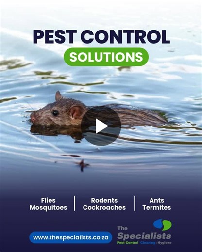#fridayfact #rodentfacts #ratcontrol #rodentcontrol #pestprevention #pestcontrolspecialists #rodentcontrolspecialists #thespecialists #smartpestcontrol #stayahead #homeprotection #localpestcontrol | Pest Control, Cleaning Hygiene Specialists™ Kimberley