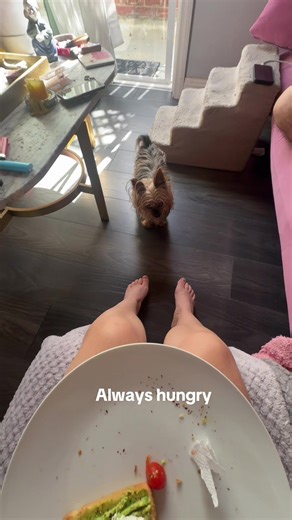 ☺️ #sillyywillie #dogsoftiktok