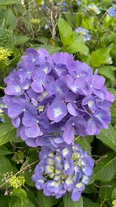 4.2K reactions · 1.4K shares | Plant the flowers with your mom. You’ll never regret it. These are 3 of my Moma’s “snow ball bushes” as she always called them. The correct term is hydrangeas. In my mind they’ll forever be snowball bushes ❤️❤️ just sharing how beautiful they are this year. #snowballbush #hydrangea #Appalachia #missmymom #kennychesney #memories #nofilterneeded #northgeorgiamountains | Tammy Peden | Facebook