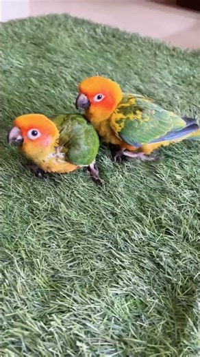 sunconure parrot chicks/baby's 🥰. #shorts #shortvideo #sunconure #petshub #parrot