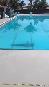 63K views · 404 reactions | WARNING ⚠️ SENSITIVE CONTENT BREAKING NEWS | Elderly man identified as Henry Gardener has been found dead in Toucan Mall pool, located at Amelia's Ward, Linden. The discovery was made early Tuesday morning He was an employee of the facility. Police are investigating the circumstances surrounding his death. Source: INFO 10/Talkout TV/Live in Guyana | Action News Guyana | Facebook