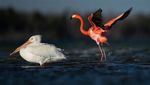Festival of Birds brings adventure to Rookery Bay and throughout SW FL