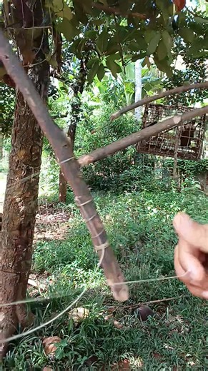 23K views · 369 reactions | Abangan nyo to mga idol bagung trap nanaman natin #trap #Alimokon #birdtrap #tutorial #adventure #tips | Don't kumpyans | Facebook