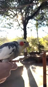 7.4K views · 156 reactions | Start your 2025 with the sounds of our Birds Landing. #dallaszoo #happynewyear | Dallas Zoo | Facebook