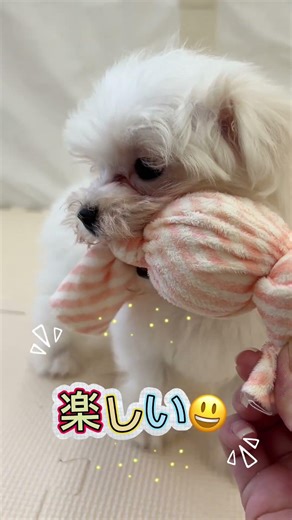 【4/20撮影♪】可愛いマルチーズの女の子の日常をお届け♡可愛いだけじゃだめですか？