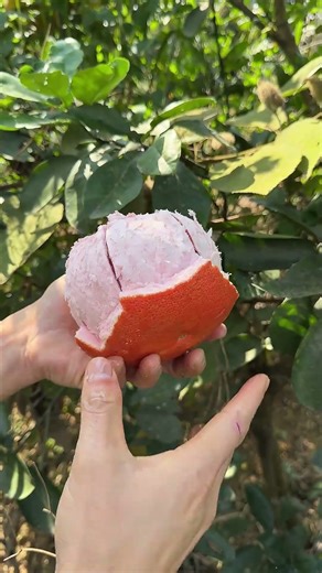 Ripe Red Pomelo