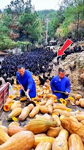 5.3K views · 25 reactions | China’s Shockingly Smart Chicken Farming Method Chinese farmers carve small holes into mud hills to create natural homes for chickens. These holes stay warm in winter and cool in summer. Chickens lay eggs inside, and farmers easily collect them — earning thousands with this simple idea. #ChinaFarming #ChickenFarming #SmartFarming #VillageLife #AgricultureHacks #ViralVideo #EggFarming #FarmIdeas #LowCostFarming #EarnMoneyTips | Satisfied workers | Facebook