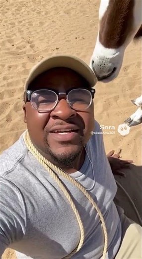 catching animals - Addax