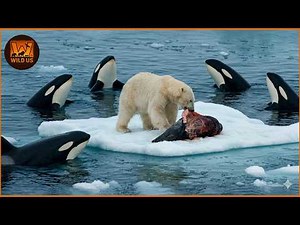 Deadliest Orca Attacks Caught on Camera | Wild Animals