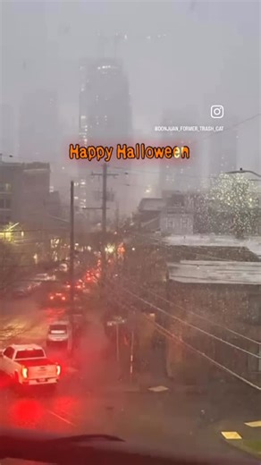 Don Juan, former trash cat. | I just love this reel of DJ as an alien. Since it’s getting close to Halloween, I figured I could get away with reposting it. 👽🛸👽 #cats... | Instagram