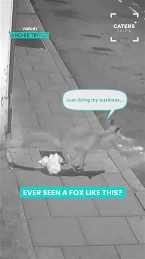 The Most Polite Fox In Sussex