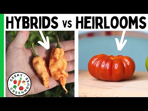 Heirloom vs Hybrid Plants - What is the Difference? - Geeky Greenhouse