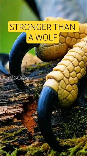 Nature’s Most Terrifying Bird: The Harpy Eagle. 🦅 #birdhunting #wildlife #nature #shorts