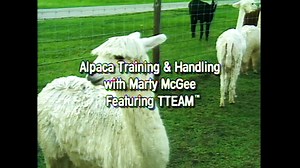 Alpaca Training & Handling with Marty McGee Bennett featuring TTEAM