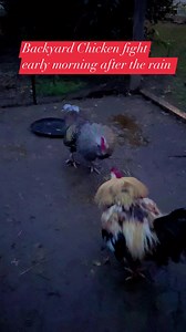 #backyard chicken #fight #friends #followers #everyone | Lovelybernz Stringer