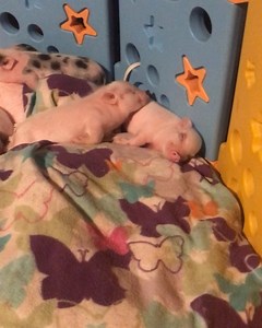 @azmicrominipigs | AZ Micro Mini Pigs