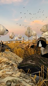 Join us in beautiful saskatchewan next fall if you love dry field mallard hunting! Now booking select 2025 dates! | Pacific Wings Prairie Outfitters