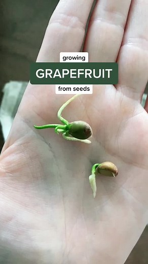 TikTok - Make Your Day