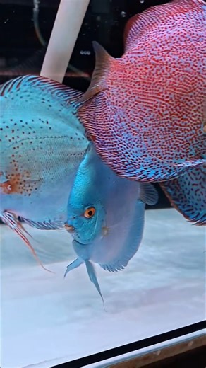 BLUEDOT 🤣 | Ikan Hias Discus | Discus Fish | Main Ikan | Aquarium | Aquascape | Farm