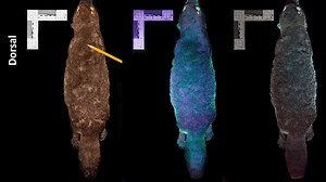 Forscher finden leuchtendes Schnabeltier