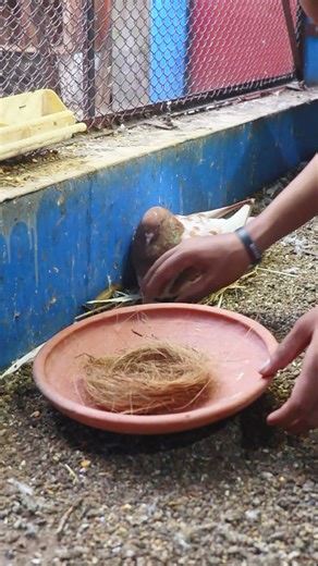 Pigeon Laid Eggs on the Floor 🕊✨ So I Built This Nest!