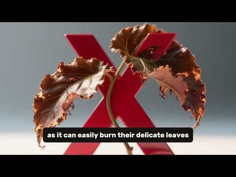 Rex Begonia Care Guide | Stunning Colorful Foliage Plant