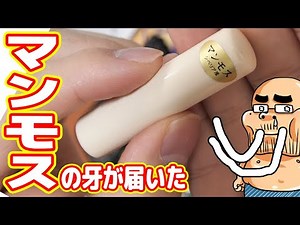 The "Mammoth tusk" has arrived (Siberian, 40,000 yen)