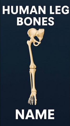 Human Leg Bones Name | Lower Limb Anatomy | Bones Name Explained #anatomy #bonesname