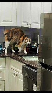 Cats React to Masks: Funny Cat Reactions Compilation