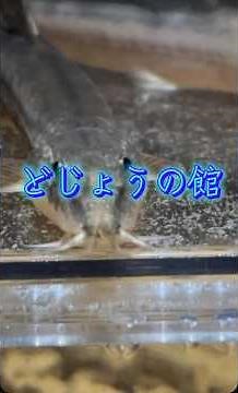 このドジョウは何の種類でしょうか？ #ドジョウ #ドジョウ飼育 #ドジョウ好きと繋がりたい